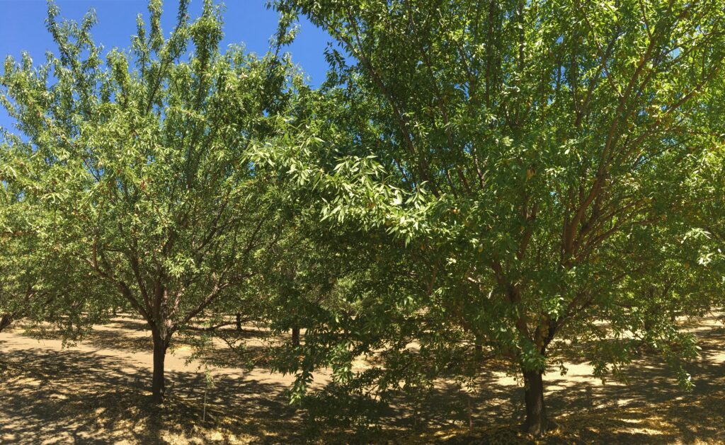 Careful Rootstock Selection Can  Ensure Long-Term Productivity