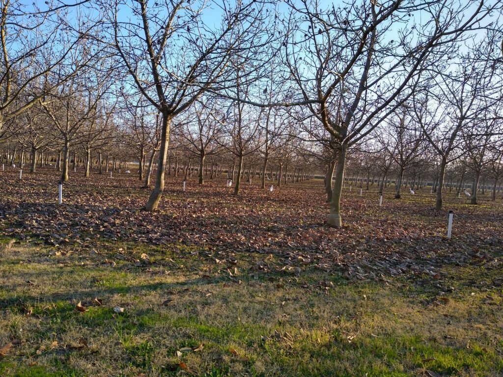 Taking Care of Your Neighborly Nuts: Orchard Sanitation, Pest Control are Neighborly Acts