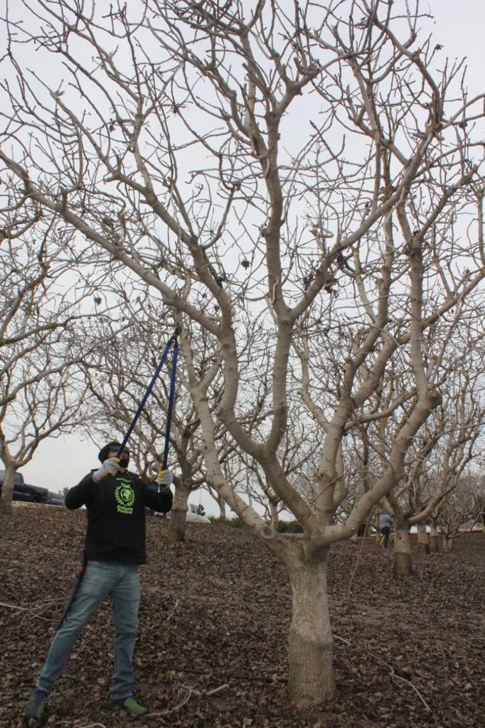1-1-1-pruning-by-Cecilia-Parsons-S