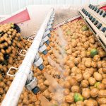 2-2-2-process-walnuts-walnut-bd-by-California-Walnut-Board-S-