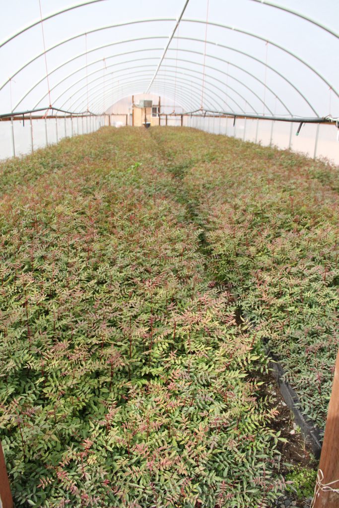 Pistachio Research Board Outlines Research Priorities