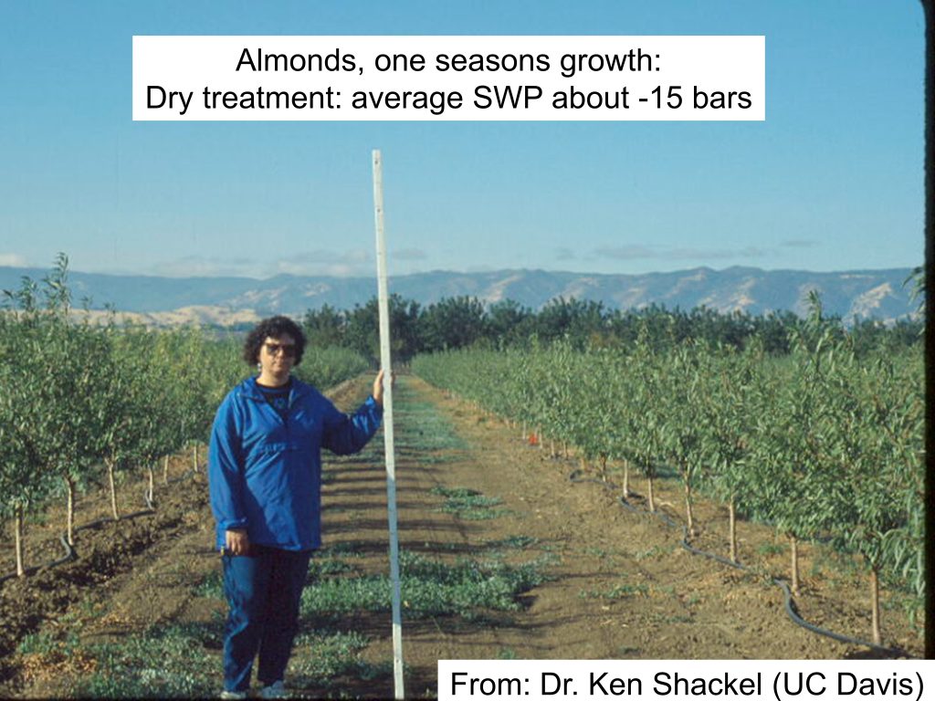 It Pays to Watch Water Needs of Young Trees