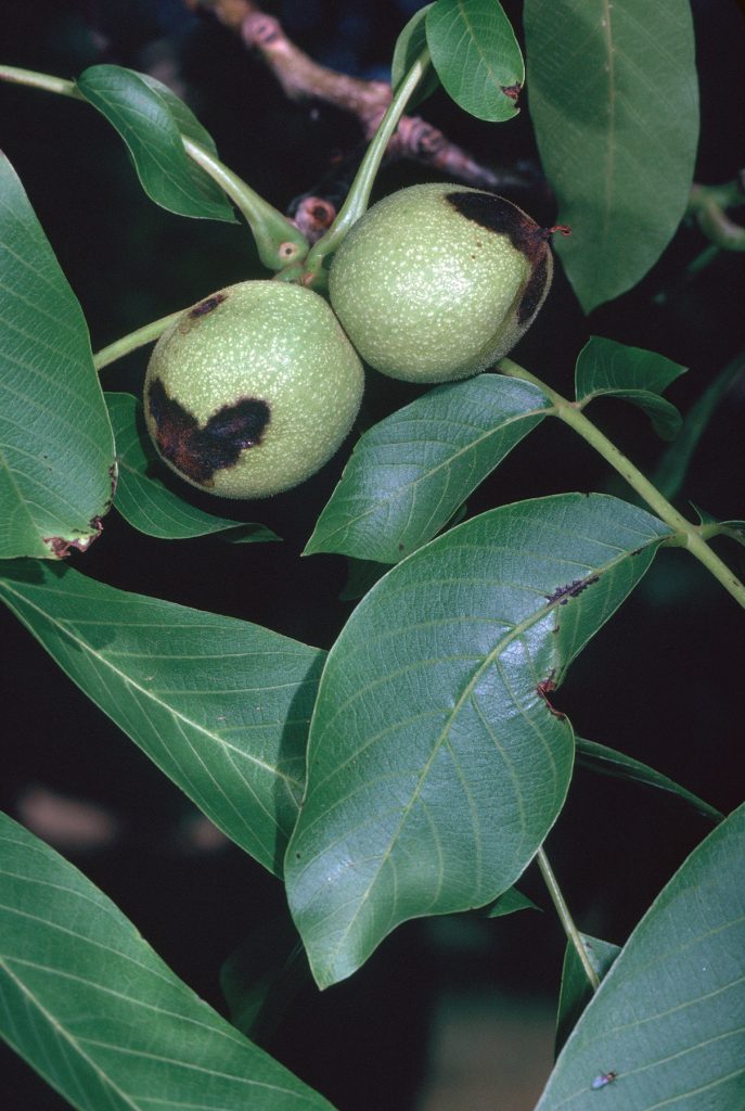 Watch Walnut Blight Through May