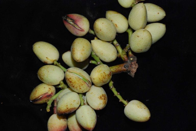 Integrated Approach to Managing Aflatoxin in Pistachios
