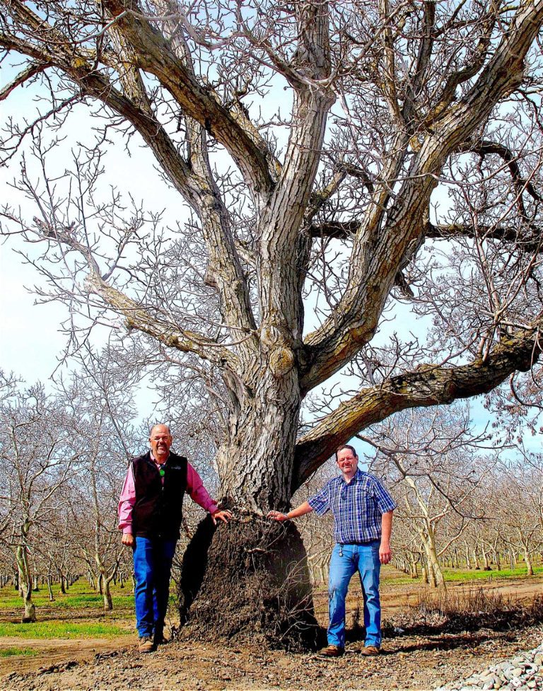 Andersen & Sons: Twenty Years in, the Sons Continue to Grow the Vertical Walnut Business