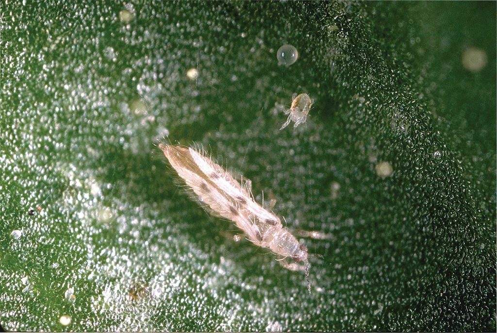 Monitor Early for Mites and Predators in Walnut
