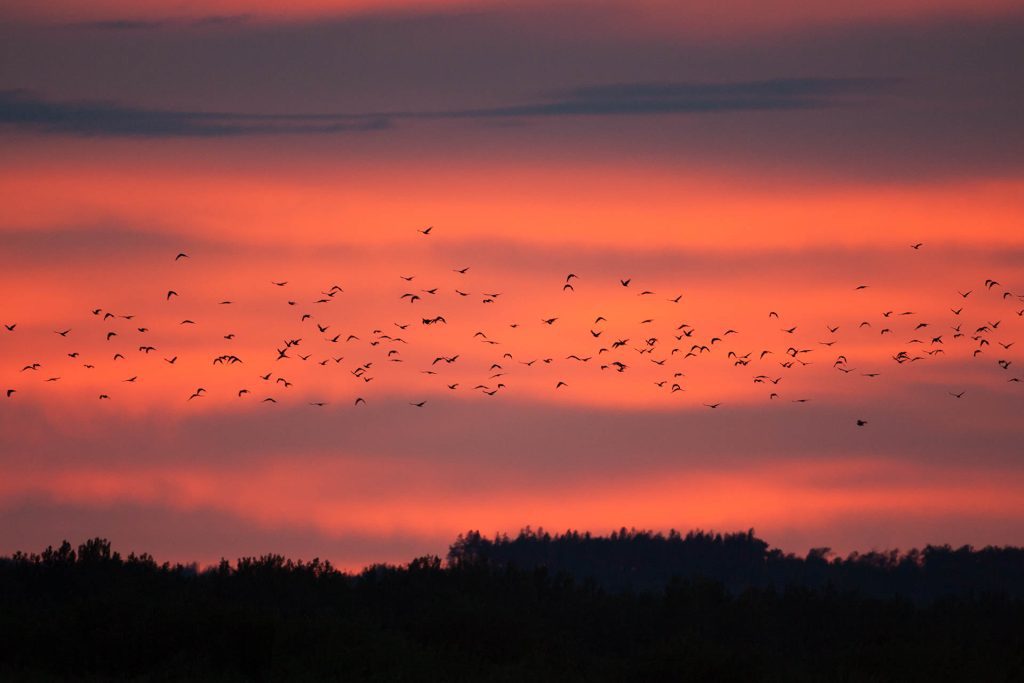 Drones for Bird Control in Pistachios