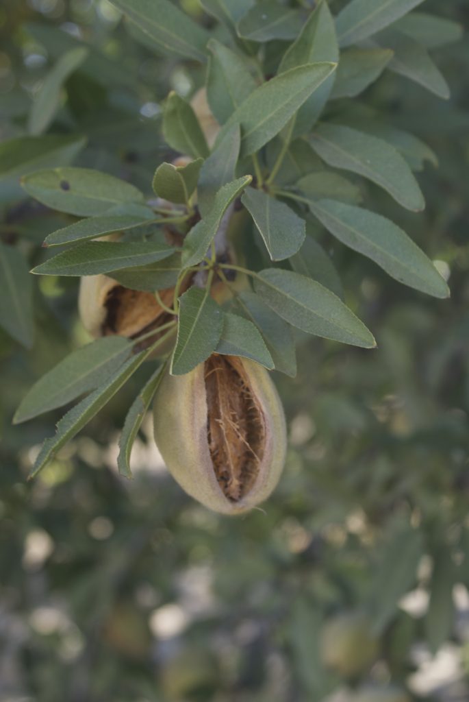 Adequate irrigation and fertigation early in the season promotes development of new shoots and spurs on them (photo by M. Katz.)
