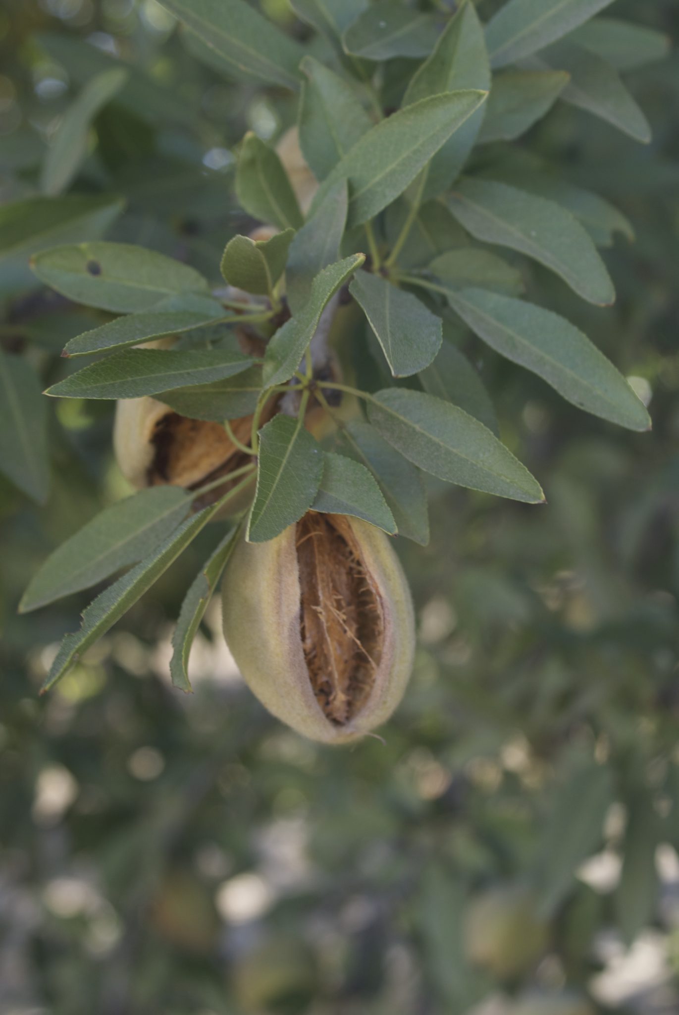 Adequate irrigation and fertigation early in the season promotes development of new shoots and spurs on them (photo by M. Katz.)