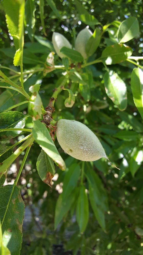 LFB Pheromone Efforts Show Promise