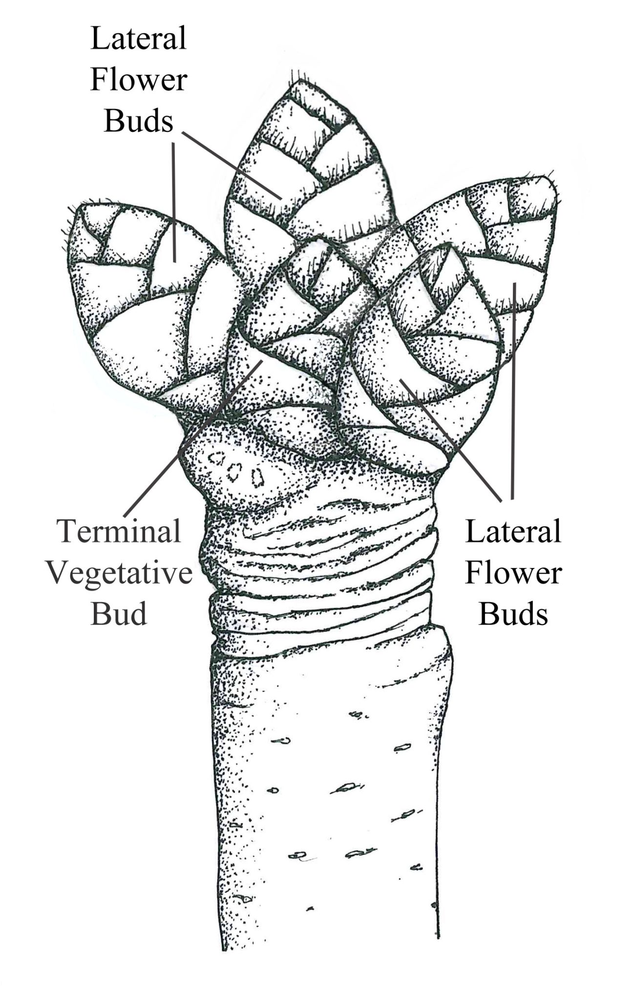 This illustration by H. Hartzog shows the lateral flower buds in relation to the terminal vegetative bud.