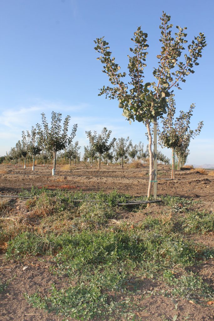 Rootstocks Evaluated for Nematode Susceptibility