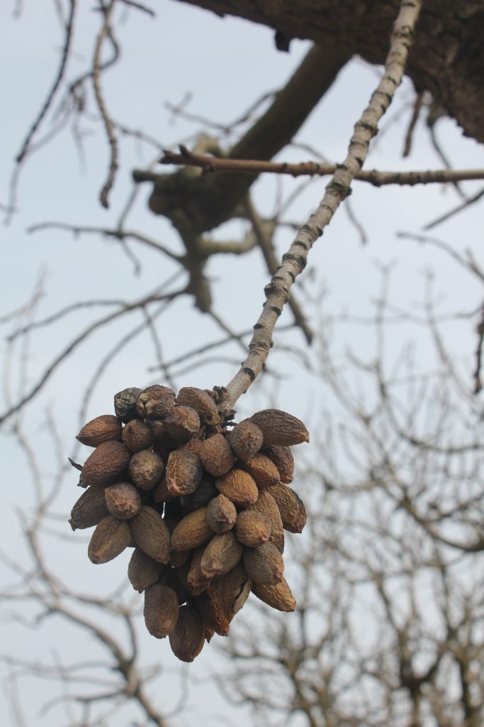 Step-By-Step Diagnosis of Tree Disorders