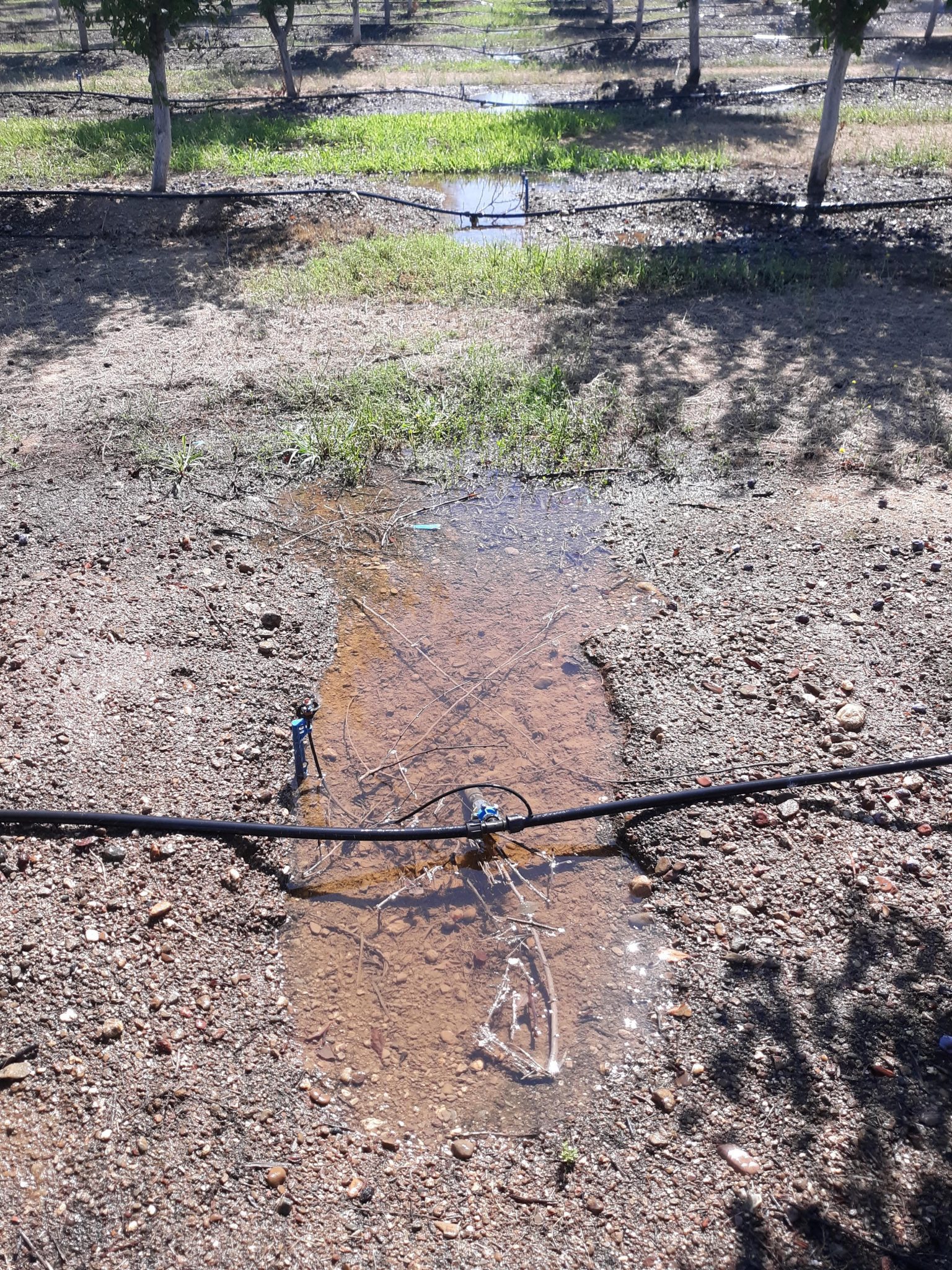Poorly connected hose lines at inlet Ts are another source of irrigation system water loss.