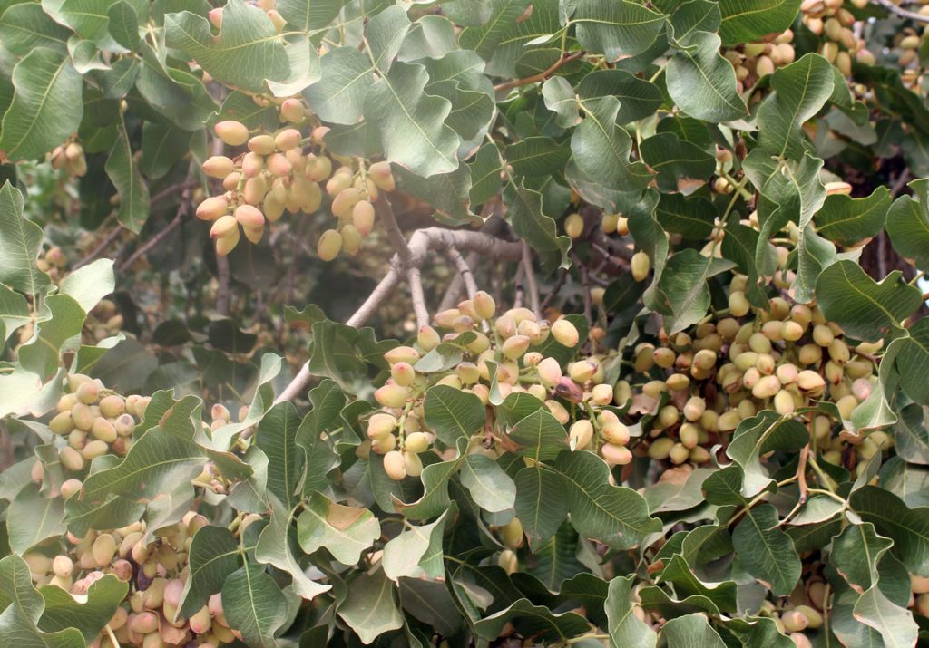 Pistachio Nutrition with Limited Water
