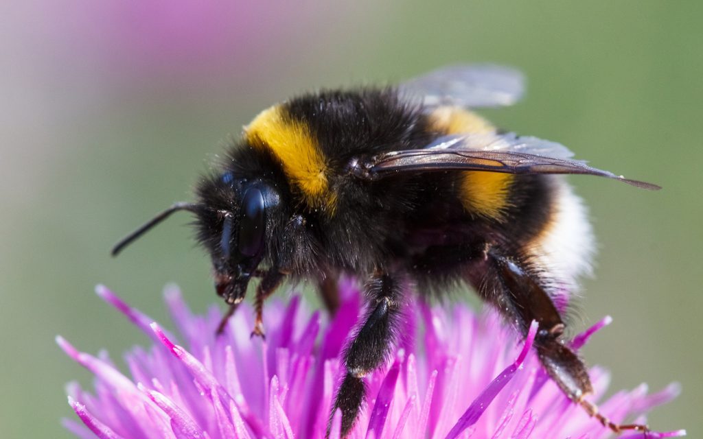 The Ridiculous California Bee-Fish