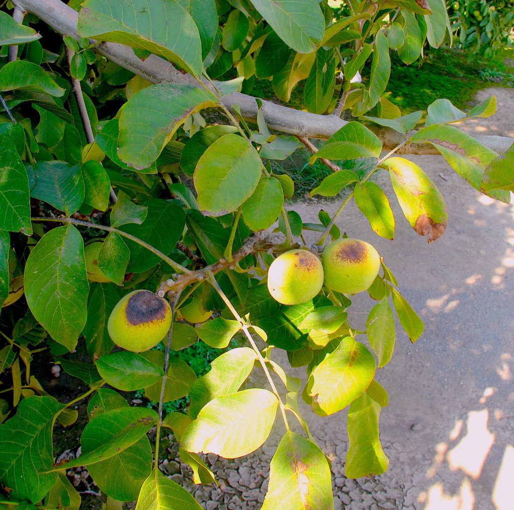 Plan Ahead to Protect Walnut Trees Against Heat Stress