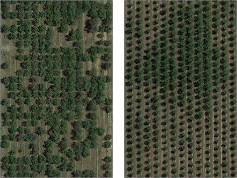 Identifying and Mitigating Replant Challenges in Almond Orchards