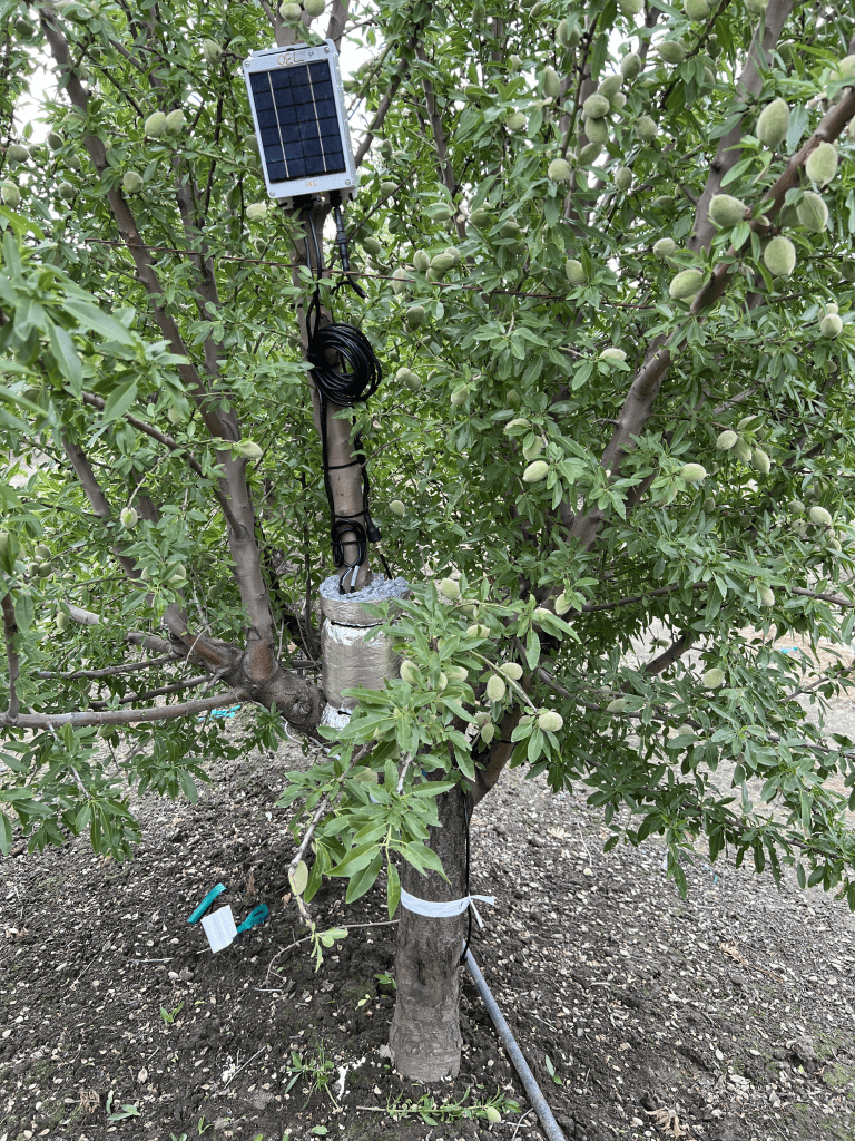 Remote Tree Sensors