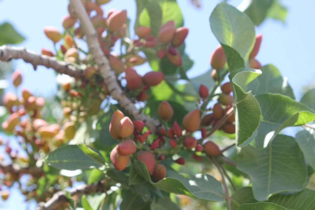 Flattening the Alternate Bearing Curve in Pistachio