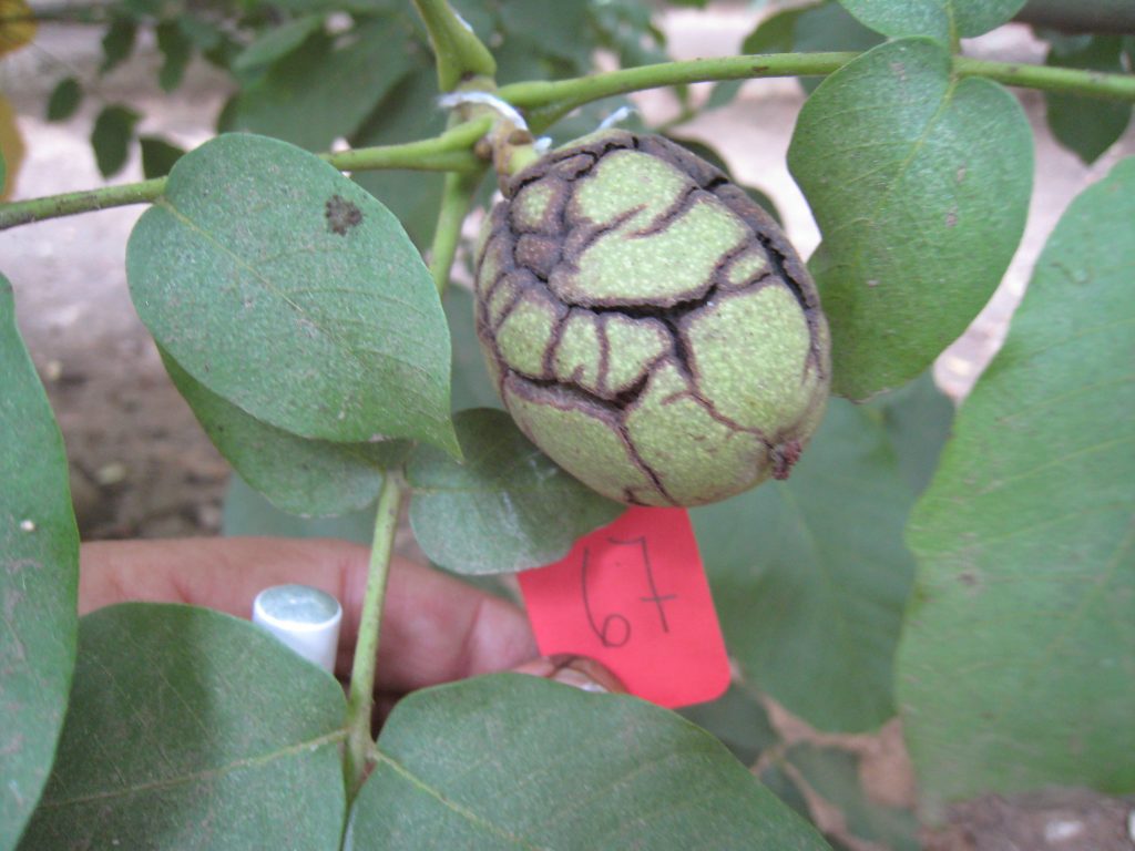 Walnut Growers Feel the ‘Heat’ on Quality
