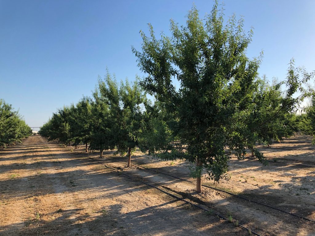 Regenerative Orchard Management