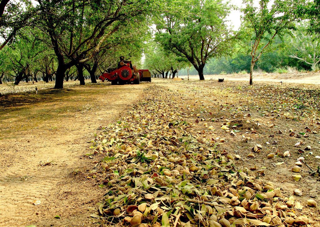 Key Walnut, Almond Management Lessons from the 2022 Season