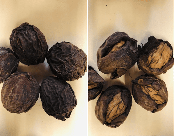 Tree Nut Industries Take Varying Approaches to Achieving Nut Quality
