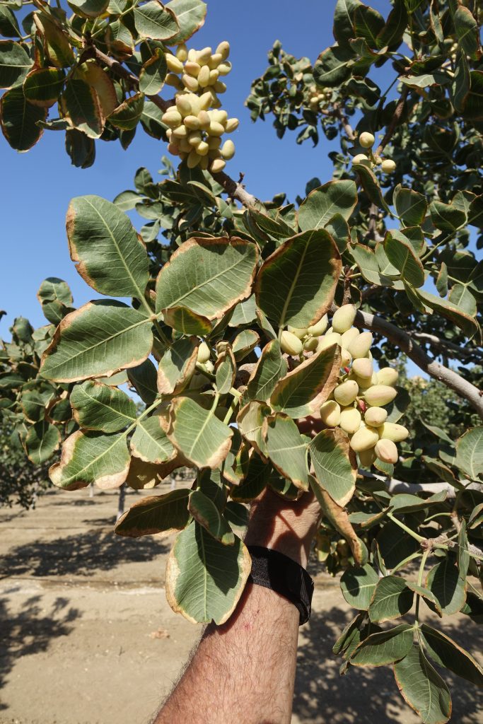 Salinity Management Critical for Pistachio Production
