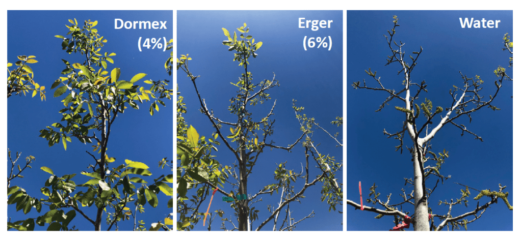Winter Chill, Dormancy and Walnut Management