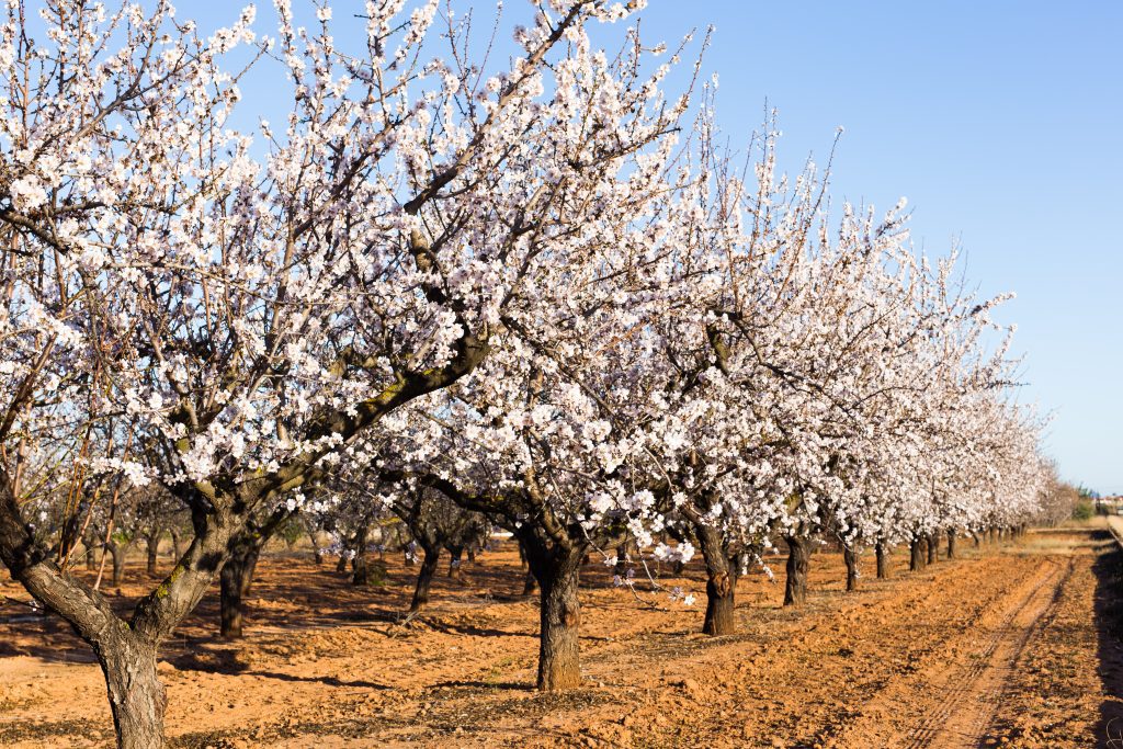 Development of a Plant Regeneration System for Genetic Transformation of Prunus Rootstocks for Almond Production