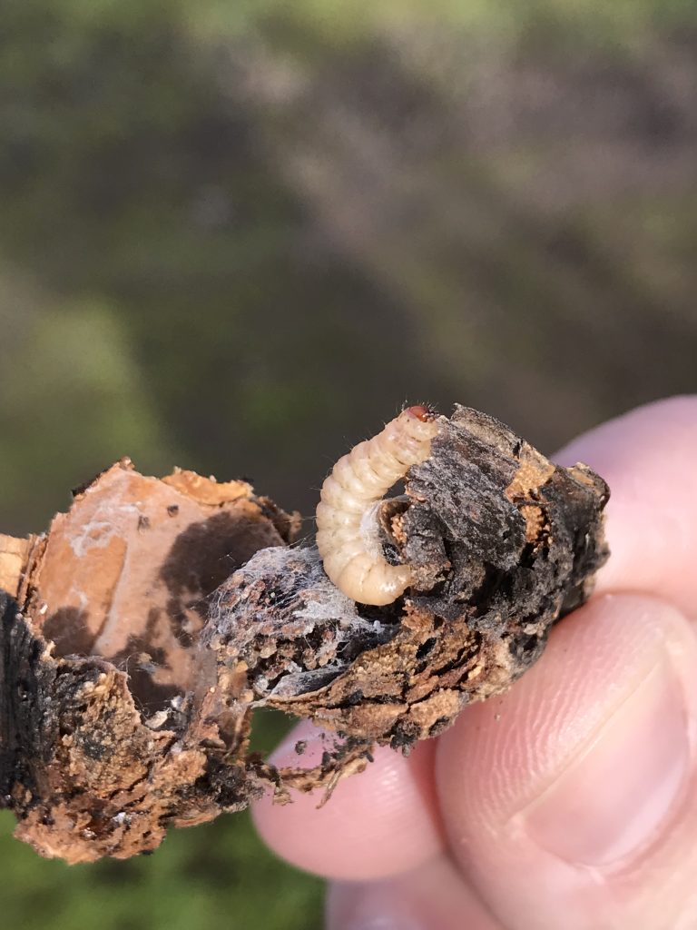 Doing Anything Counts When it Comes to Winter Sanitation for Nut Crops