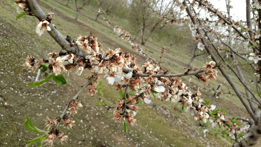 Managing Bacterial Blast of Almond with Kasugamycin