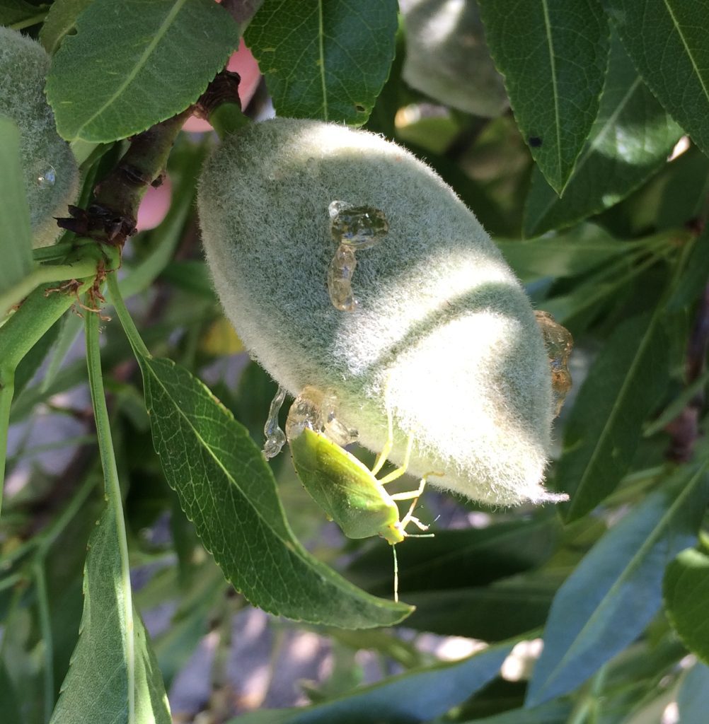 Stink Bug: Friend or Foe