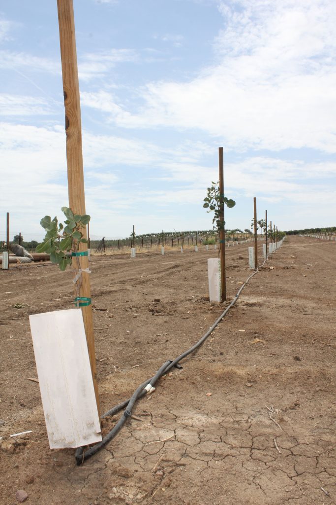 Returns, Resiliency Driving Pistachio Planting