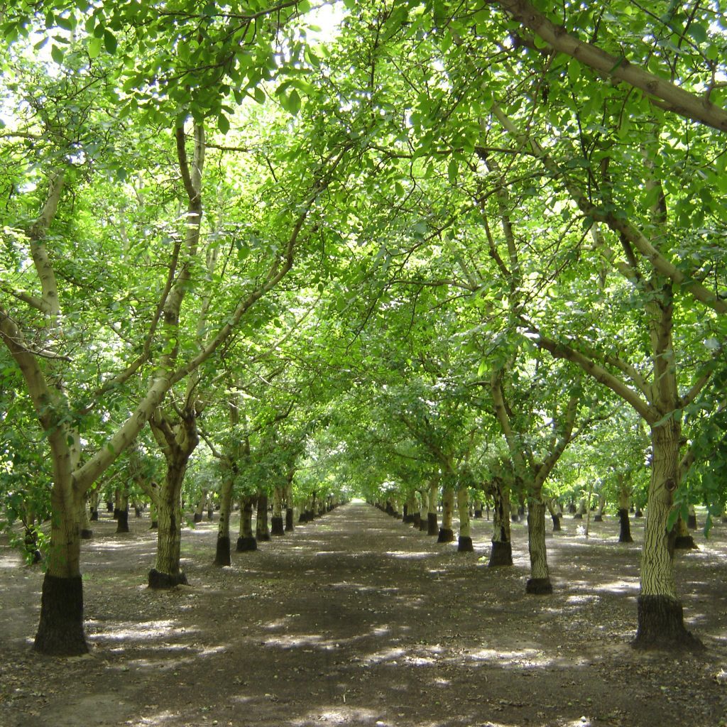Matching Plant Demand at Critical Times Can Reduce Inputs Significantly