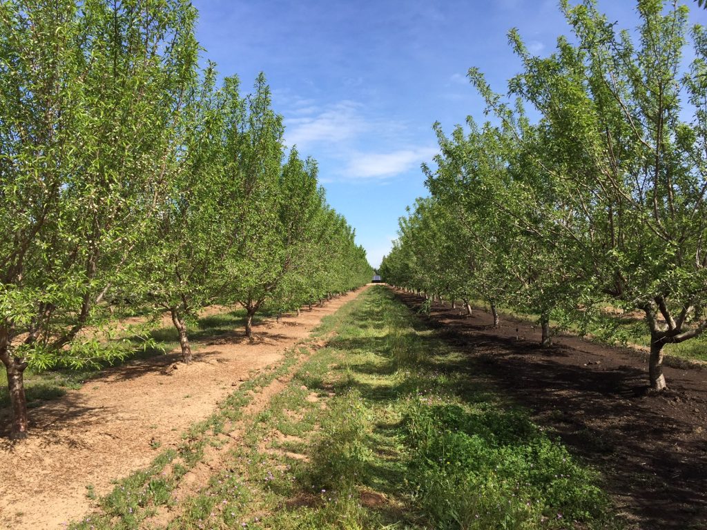 Soil Amendment Considerations for Fall