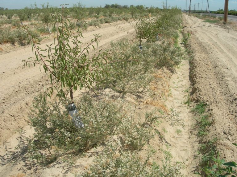 Five Steps to a Long-Term Weed Management Program in Your Orchard