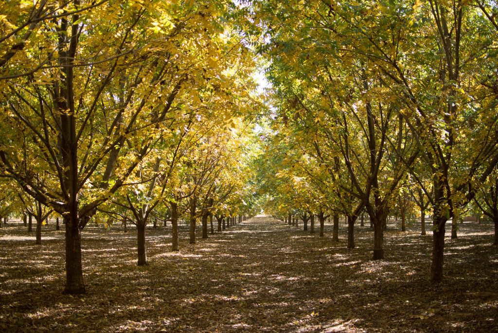 A Word from the Board: American Pecan Council