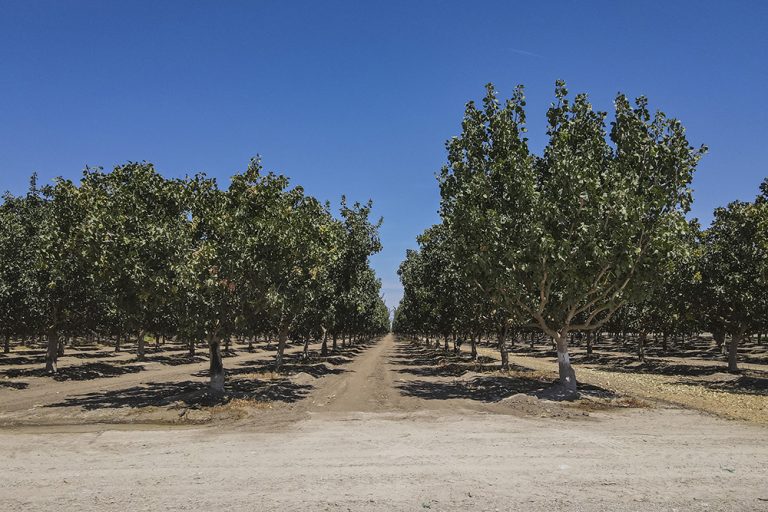 How to Prep Your Nut Orchard for Sale