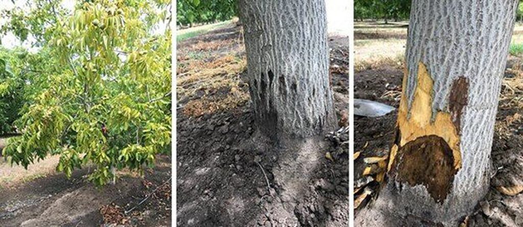 Peeling Back the Bark on Lethal Paradox Canker Disease