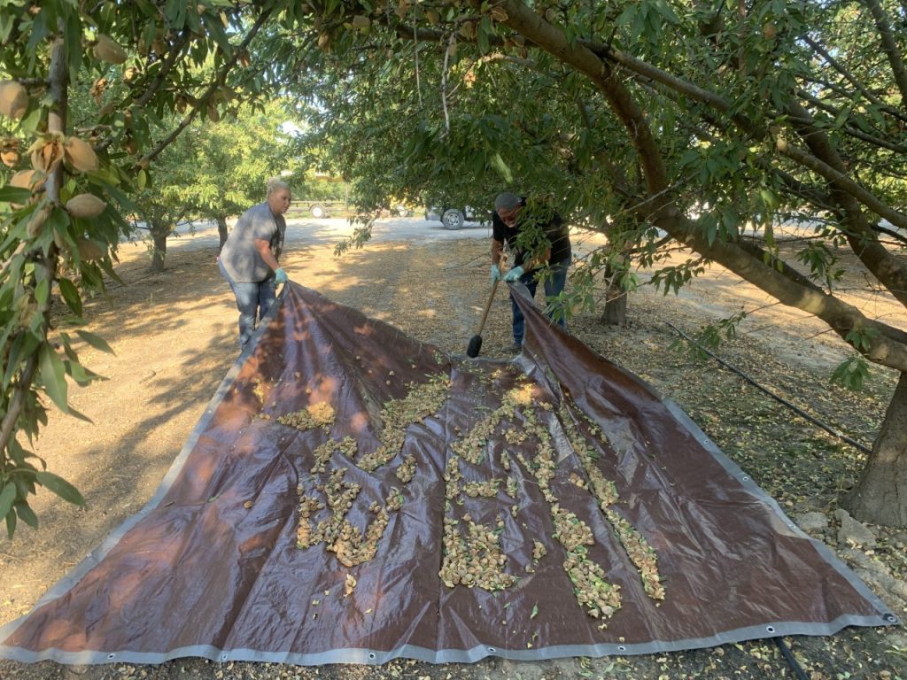 IR-4: Paving the Road for Pest Management Solutions in the Nut Industry
