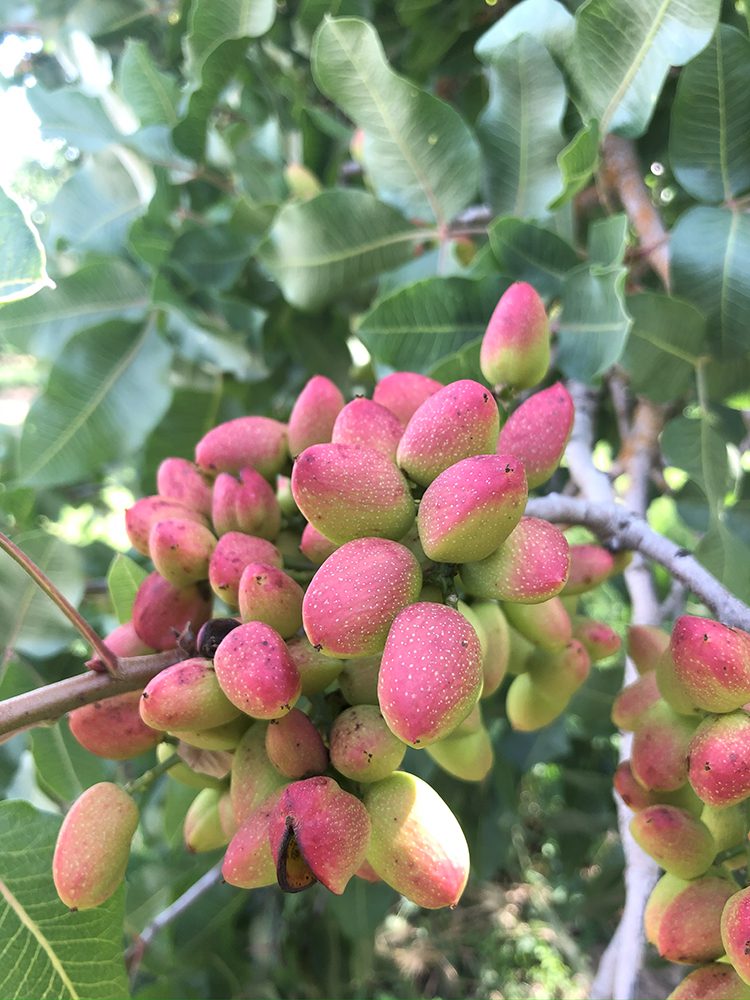 Assessing Pistachio Hull Integrity and What to Do About It