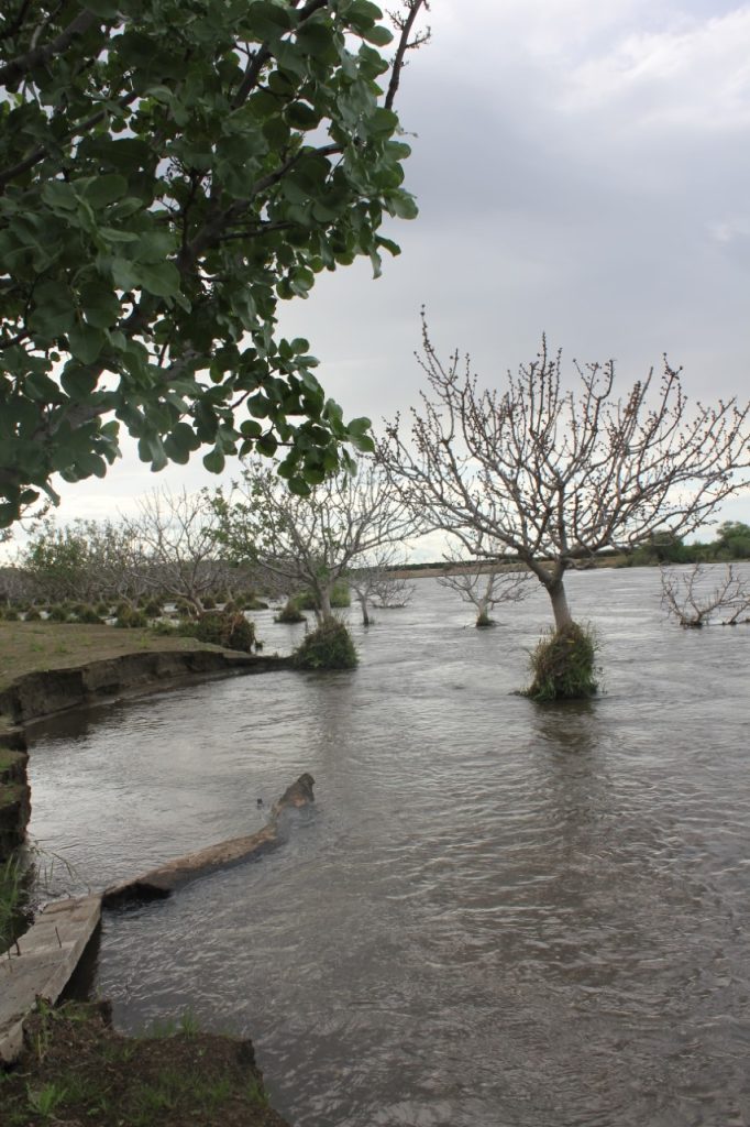 Growers Adapt Management Practices After Winter Flooding