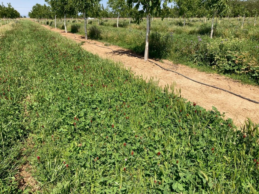 From the Orchard: From Peach Trees to Walnuts, Davin Norene Puts the Family Farm First