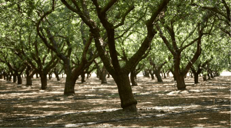A Word from the Board: The Almond Board of California