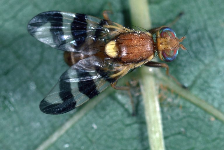 Walnut Husk Fly  Research Focused on Improved Monitoring