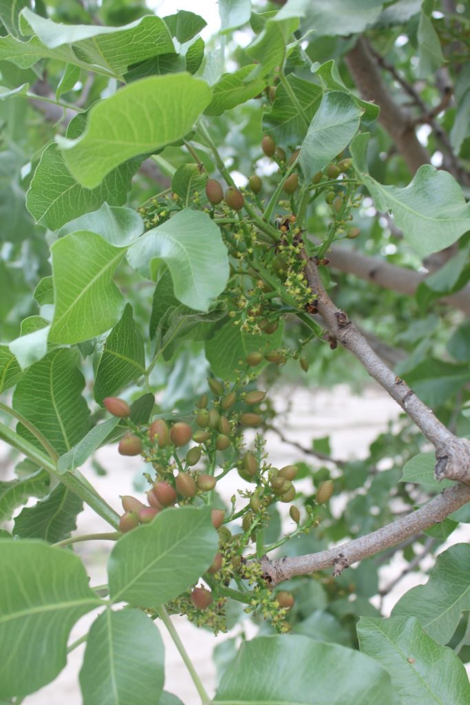 Sample Soil First Before Applying Postharvest Nutrients in Pistachios
