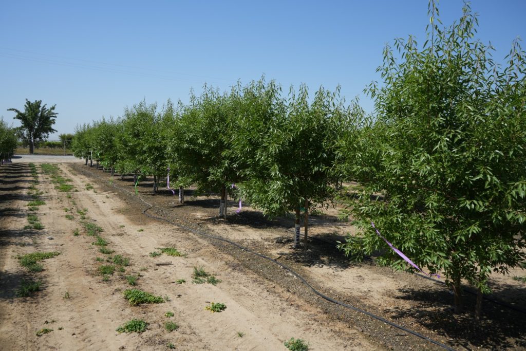 A Word from the Board: The Almond Board of California