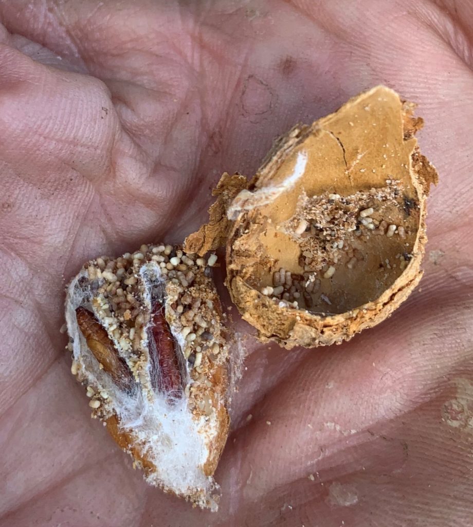 Sacramento Valley Tree Nut Orchards: Winter Considerations